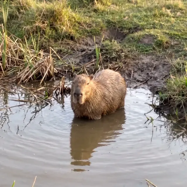 A snapshot of a capybara sitting in shallow water